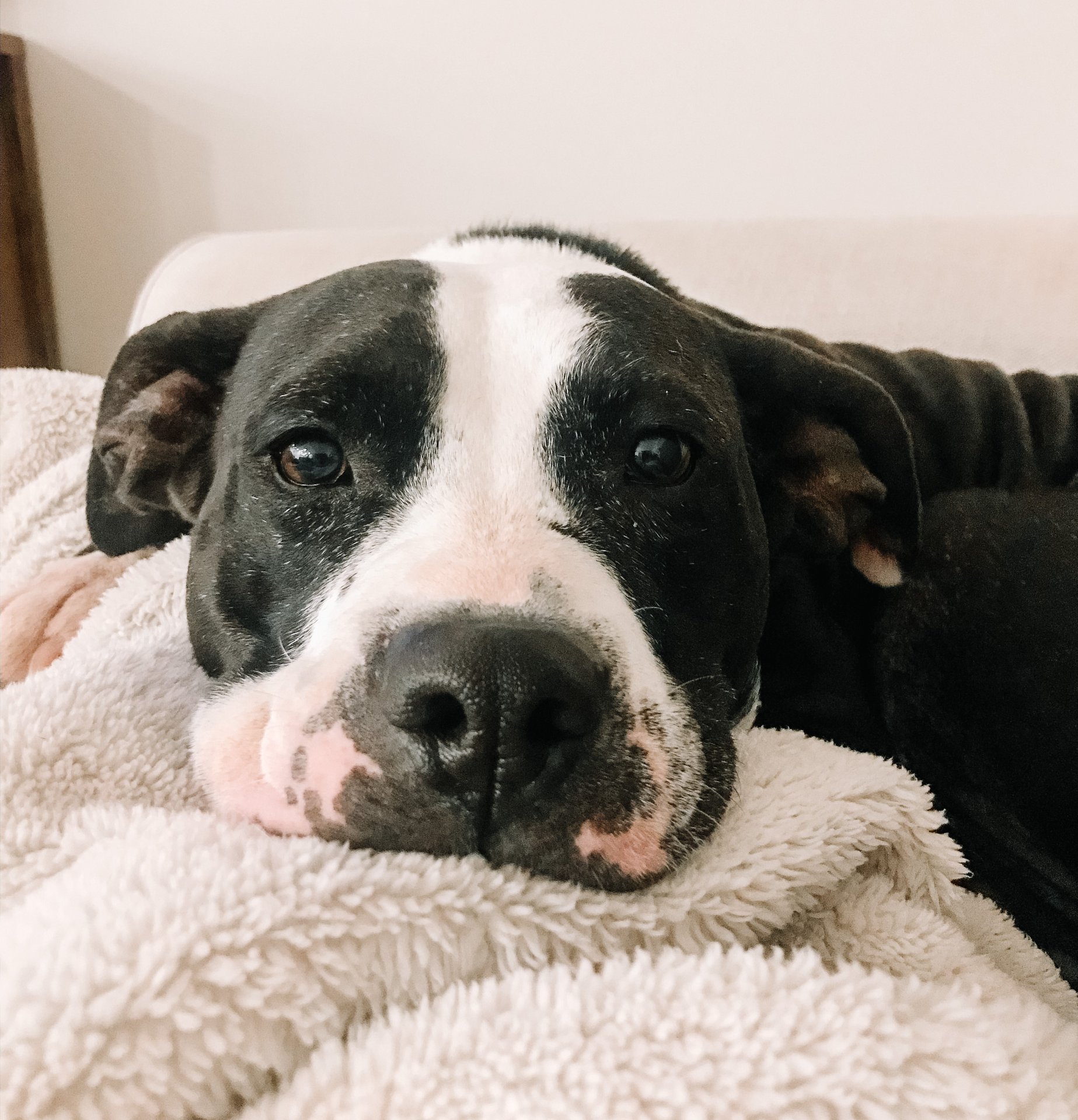 Donate — Wags And Wiggles Dog Rescue